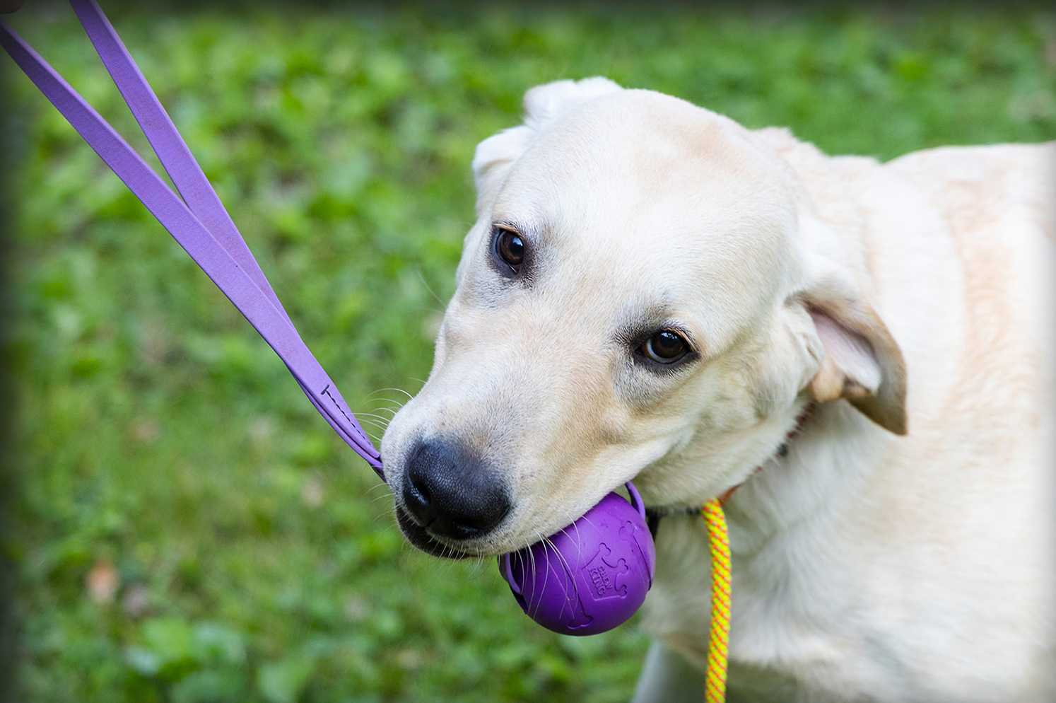 A calm, happy dog, the goal of relationship-based training at From The Heart